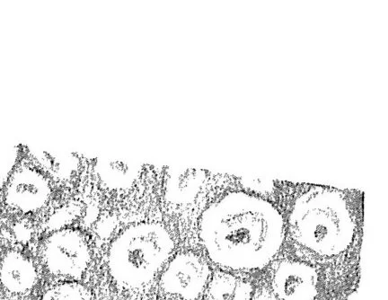 Christina Vega-Westhoff