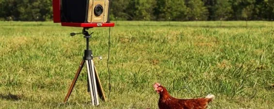 Chicken in front of a camera