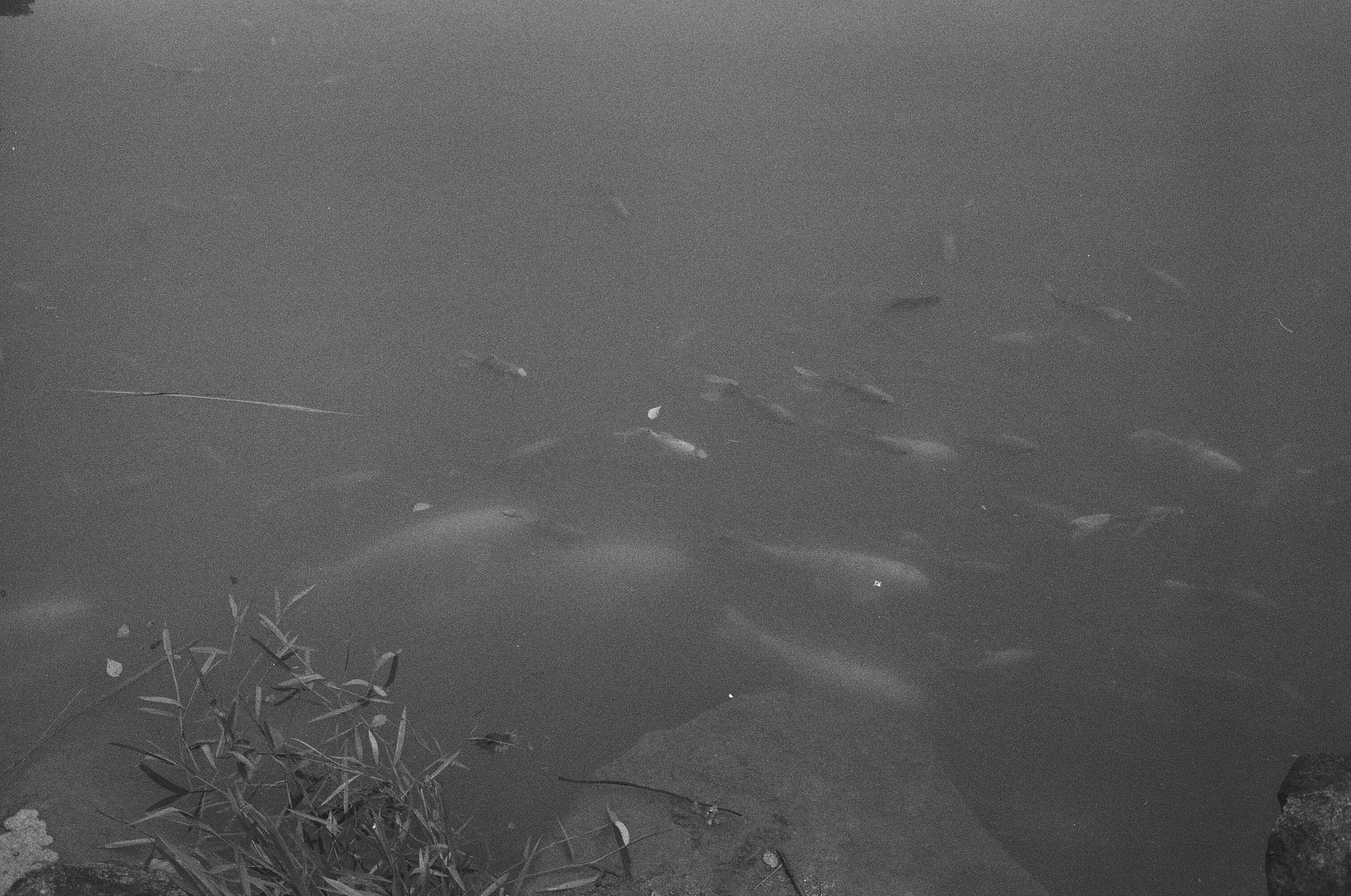 Black and White film