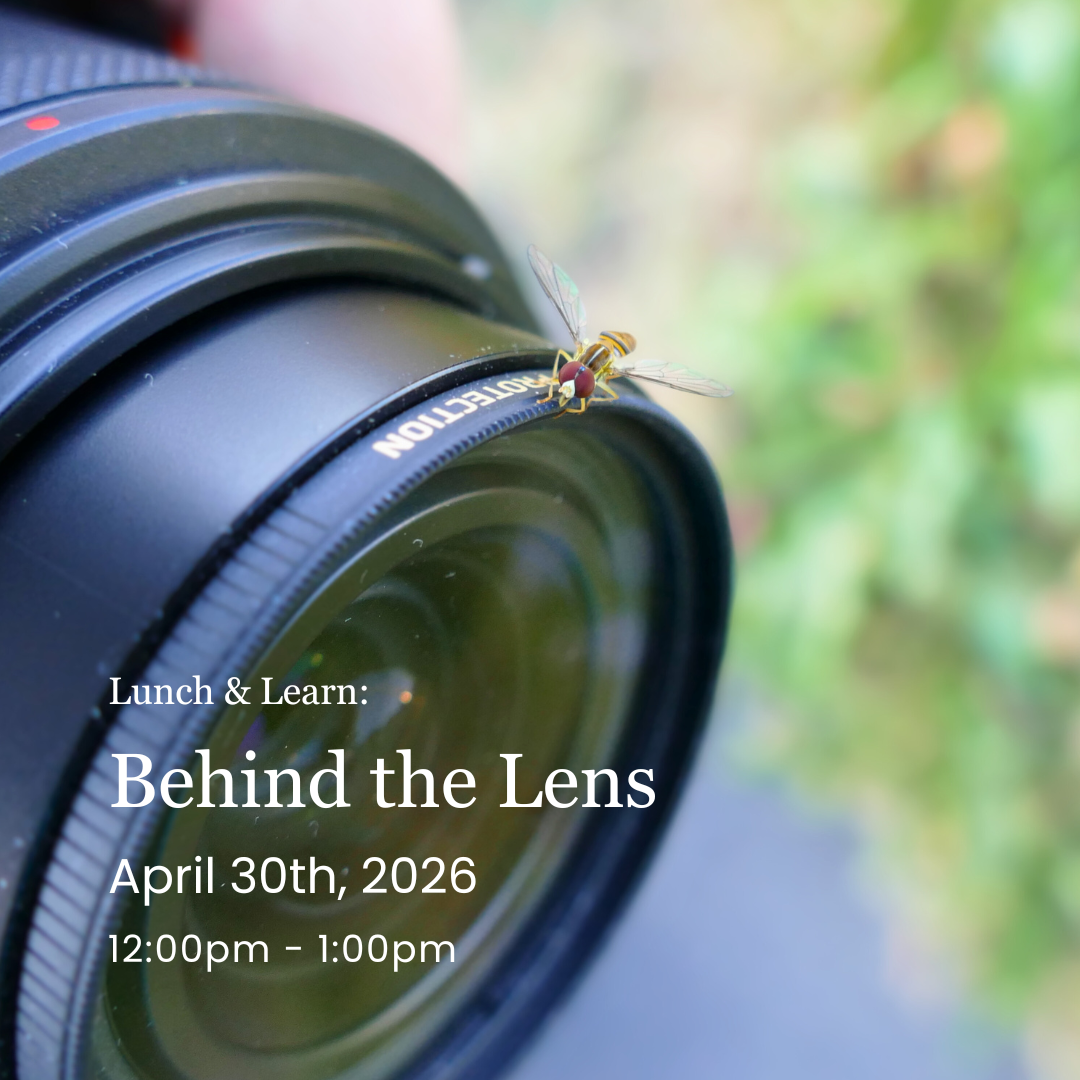 Lunch &amp; Learn: Behind the Lens