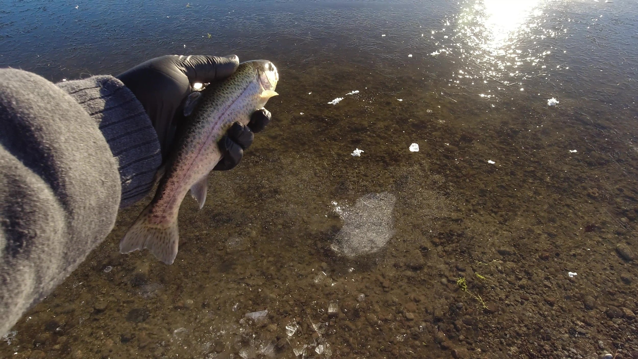 Nearly Frozen Fish Shenanigans (Part 2)