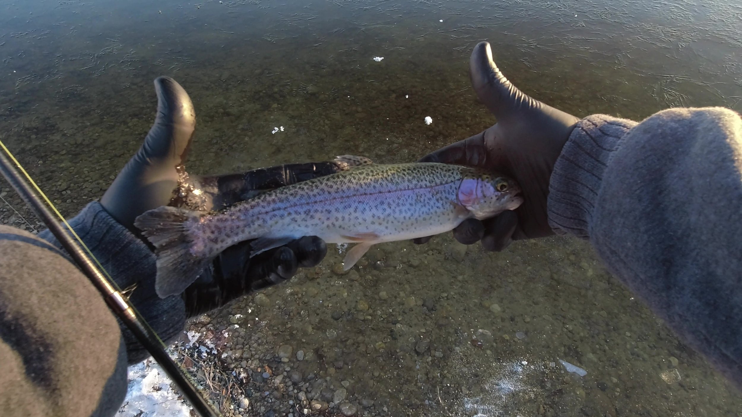 Nearly Frozen Fish Shenanigans (Part 1)