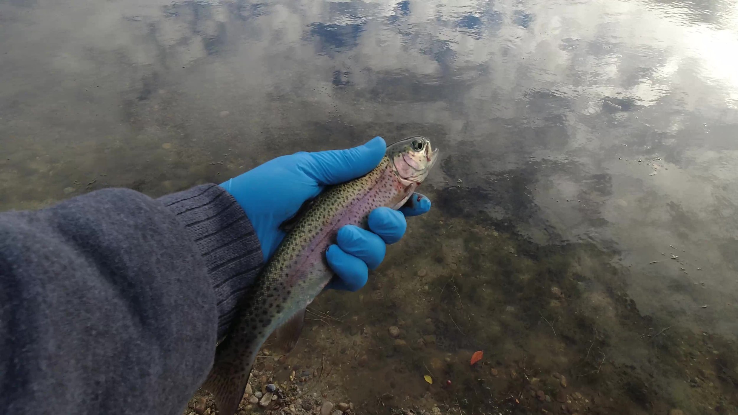 Best Day at the Stocked Pond (Part 3)