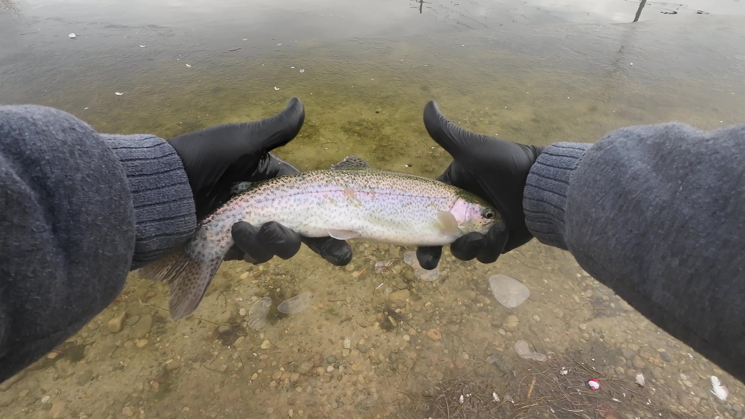 Finding the Fish (Part 1)