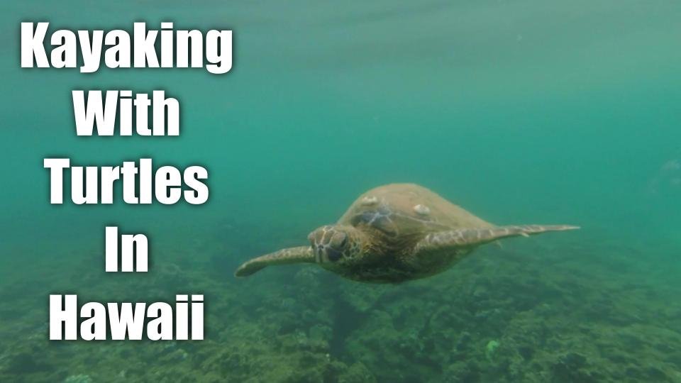 Kayaking with Turtles - Hale’iwa, Oahu, Hawaii