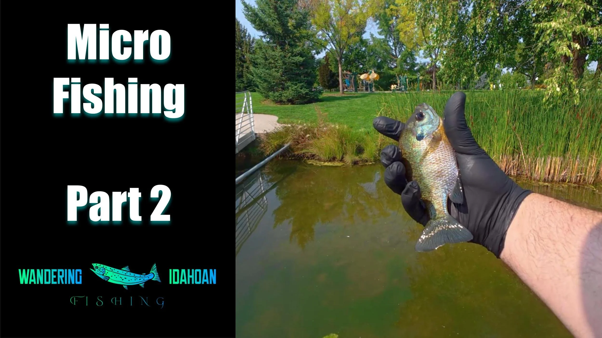 Micro Fishing (Last Resort of Late Summer), Part 2