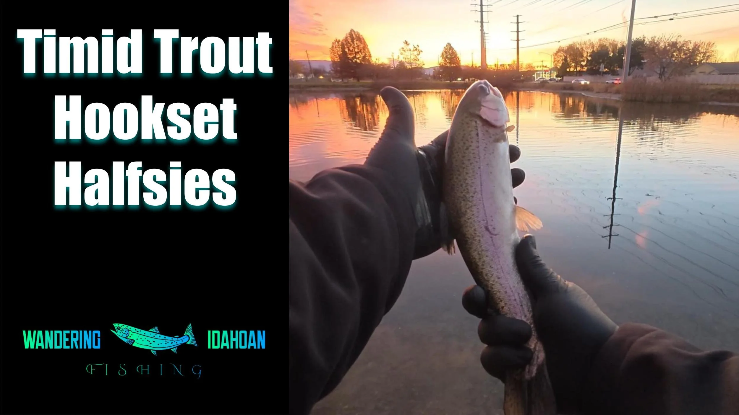 Timid Trout Hookset Halfsies