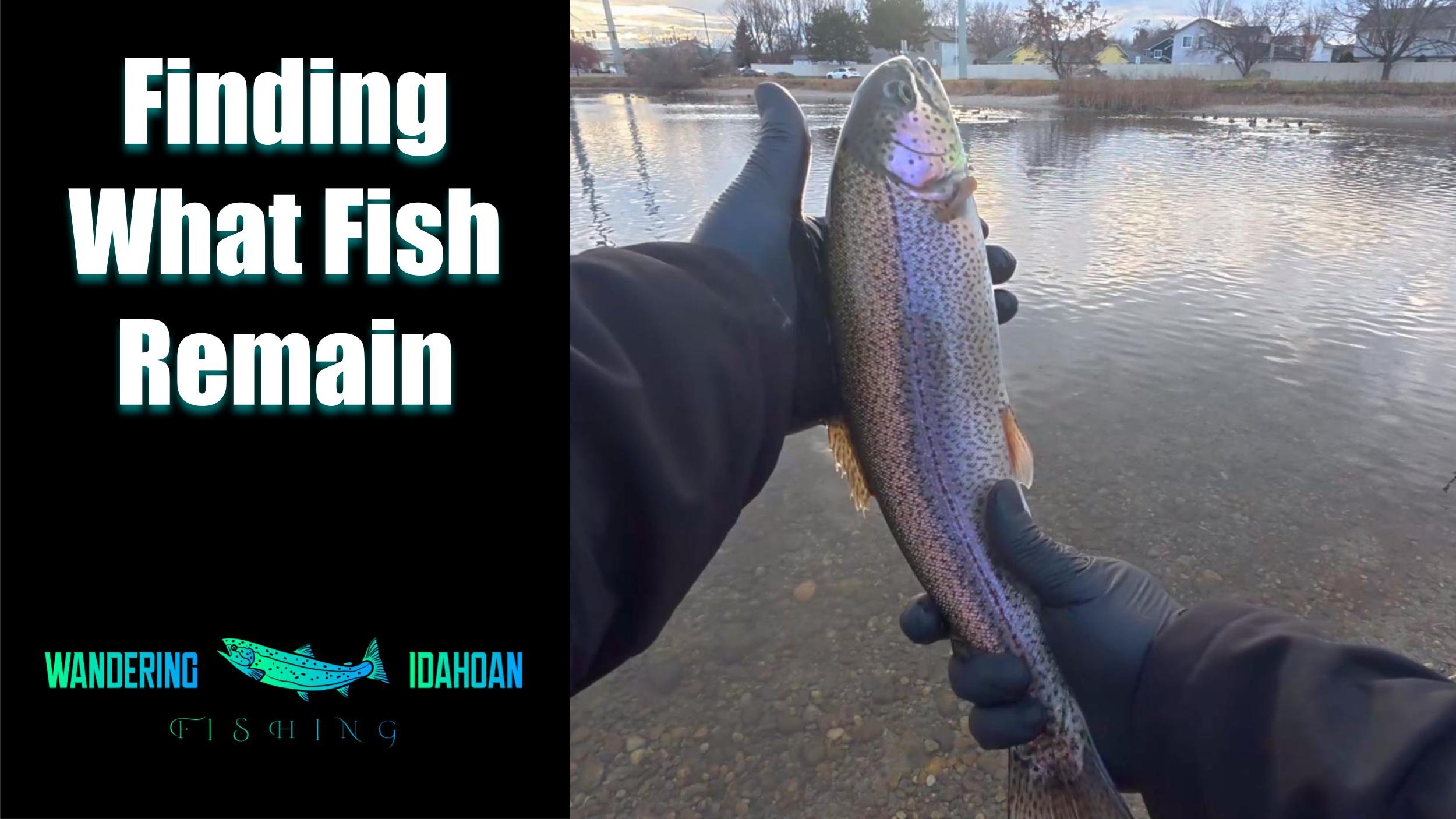 Finding What Fish Remain