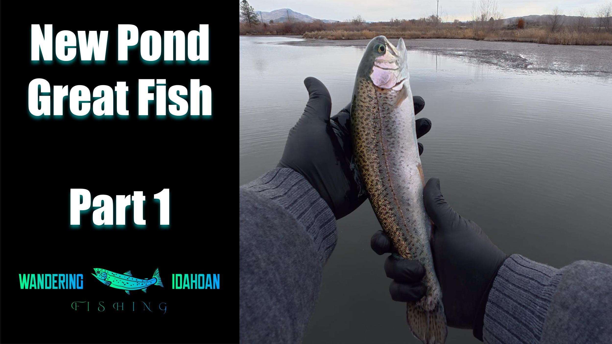 New Pond, Great Fish, Part 1