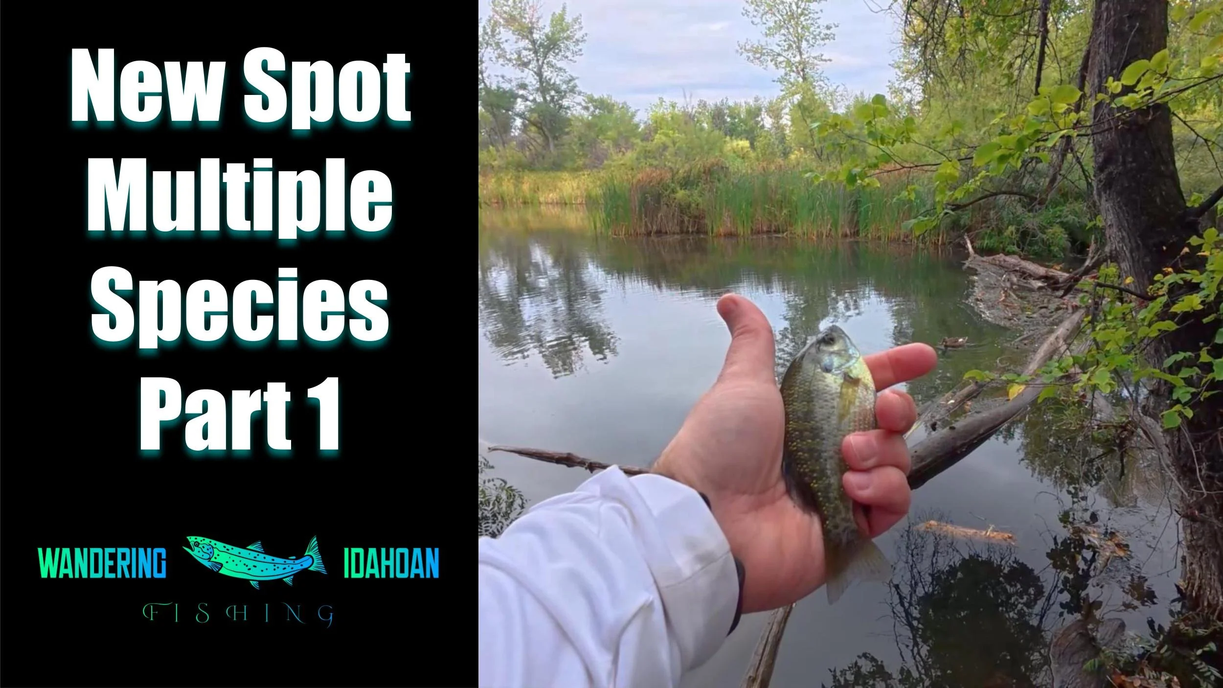 Mystery Pond - Multiple Species, Part 1