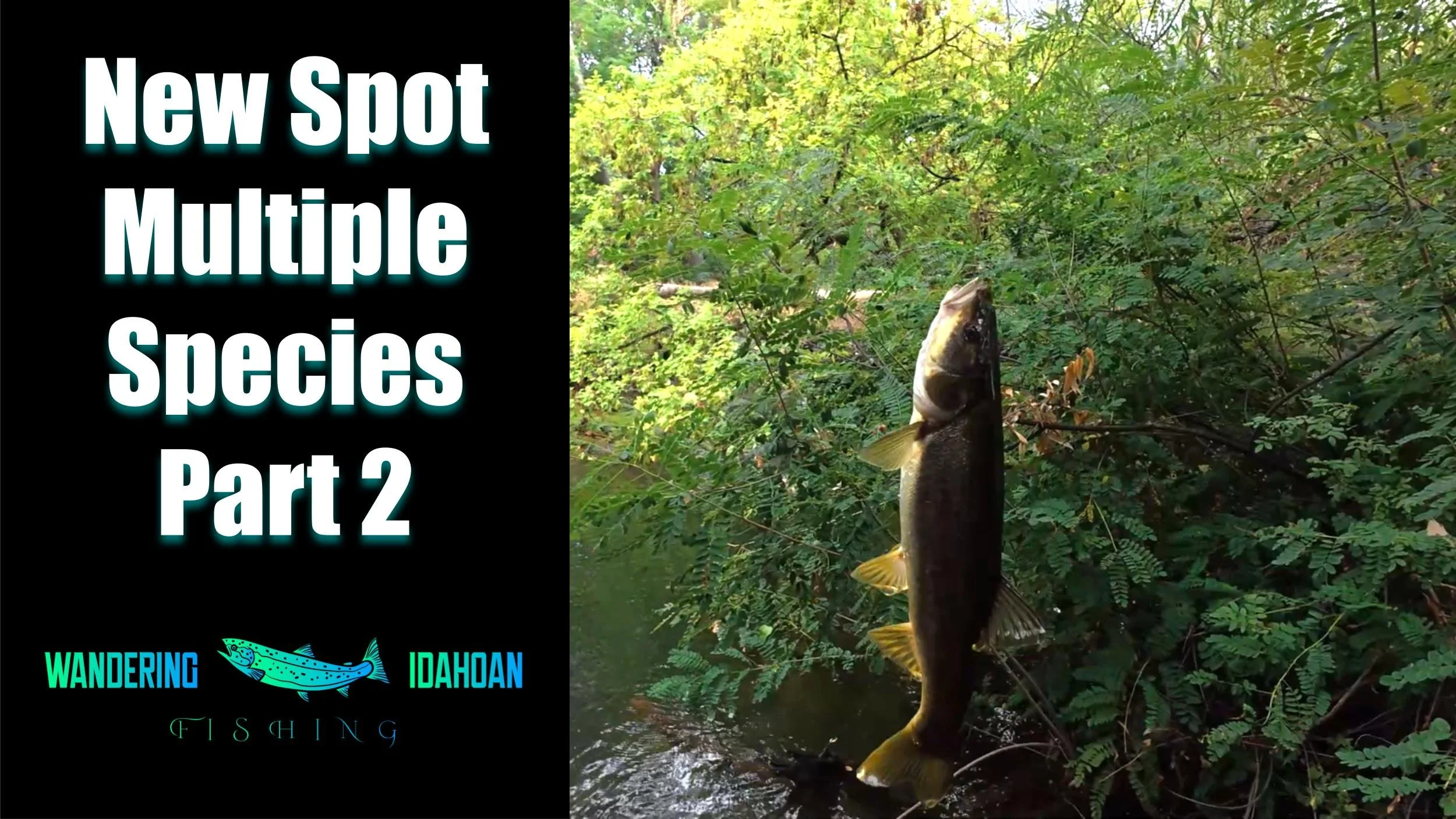 Mystery Pond - Multiple Species, Part 2