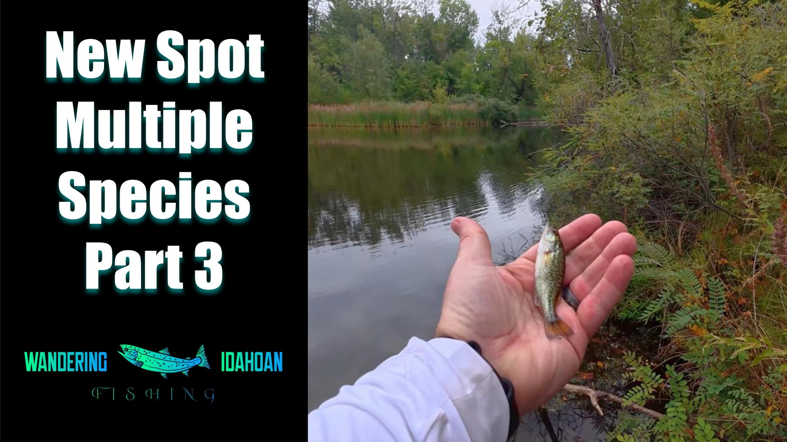 Mystery Pond - Multiple Species, Part 3