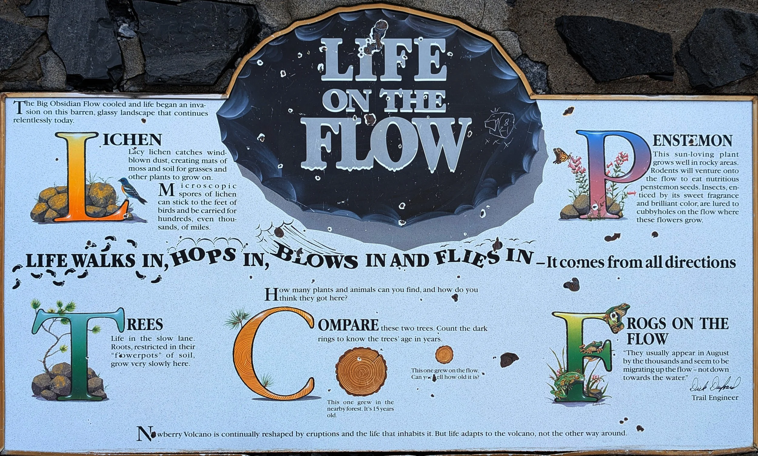 Life on the Flow.jpg