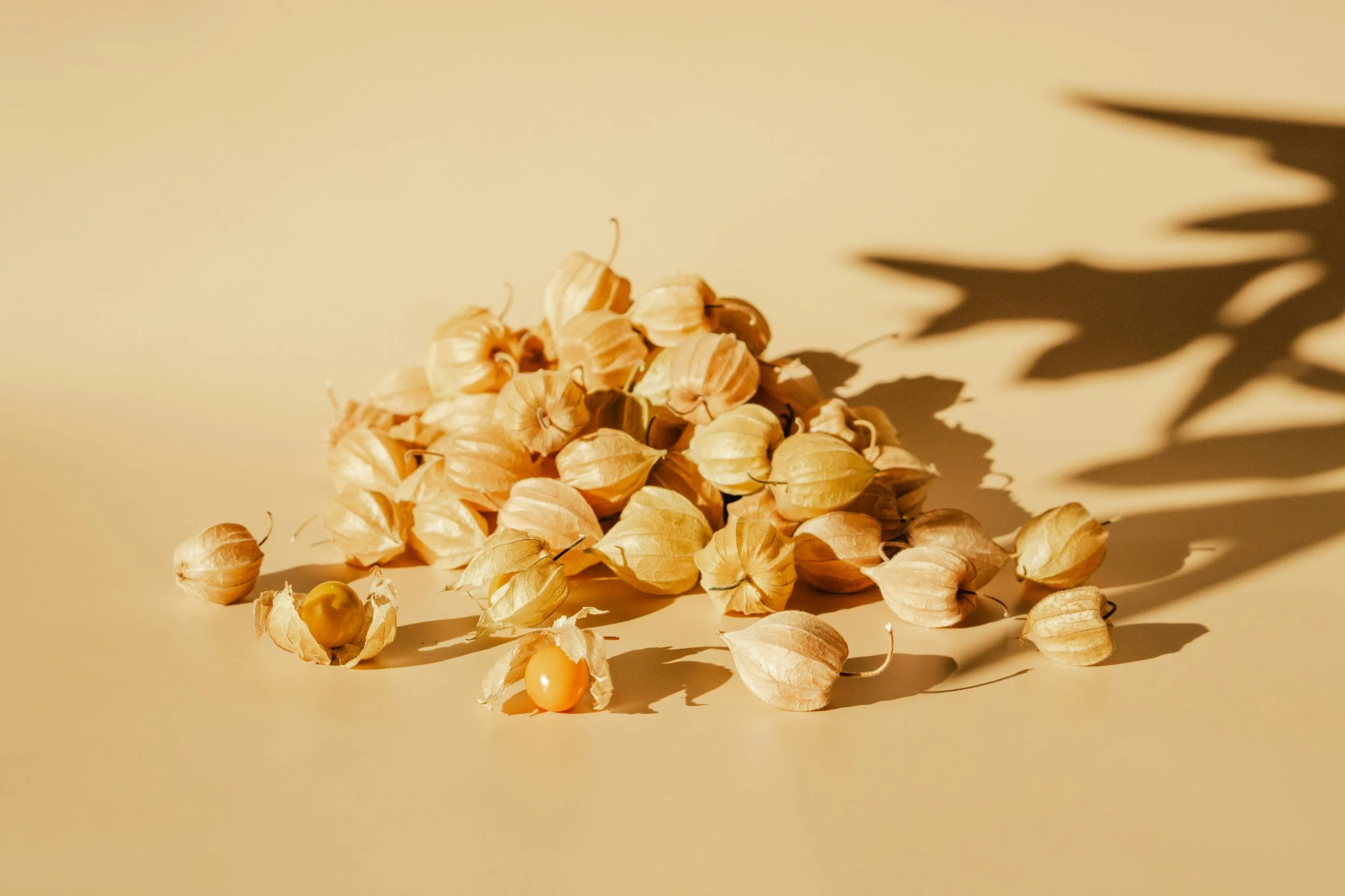 Ramillete de bayas de Physalis sobre fondo beige con sombra de hojas.