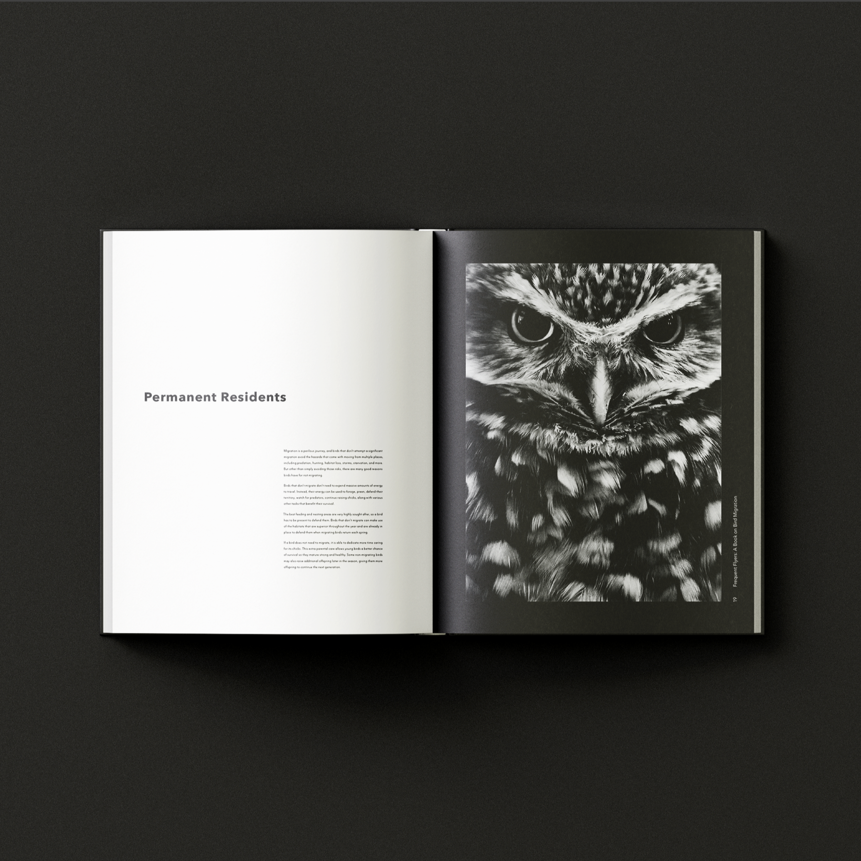 Editorial spread titled "Permanent Residents" featuring black-and-white close-up owl photography and clean justified black typography, From "Frequent Flyers".