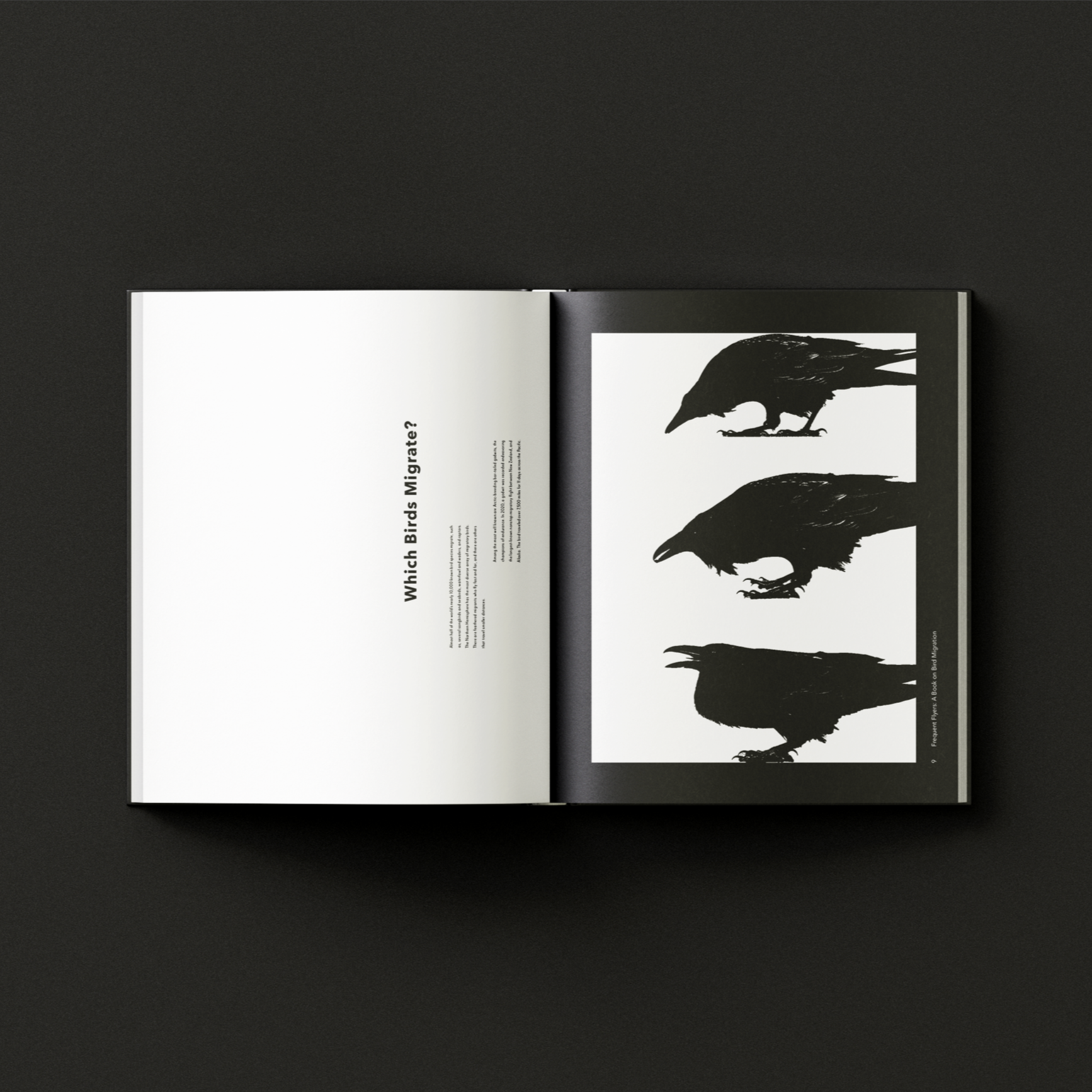 Editorial spread with crow silhouettes exploring the question "Which Birds Migrate?" From "Frequent Flyers".