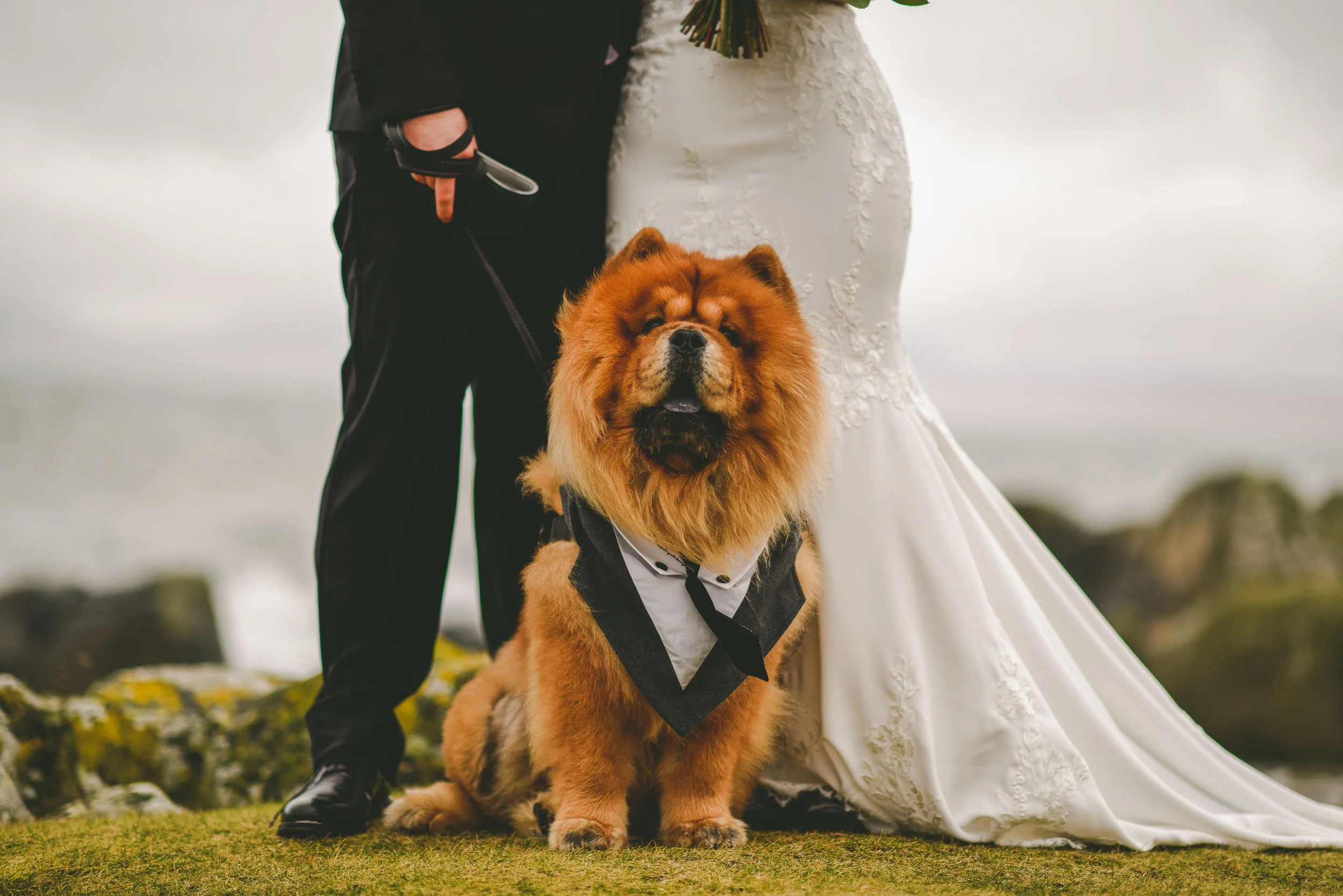 Argyll wedding photography at Crear with the couples dogs-1.jpg