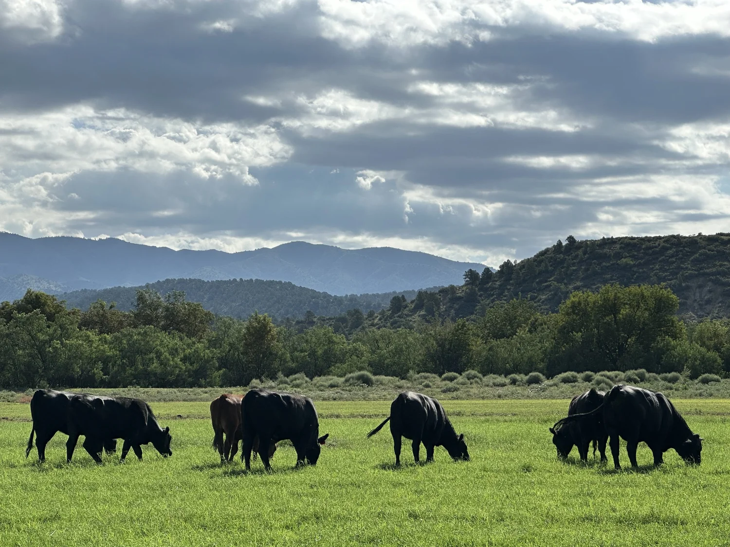 General 1 — Iron Springs Ranch