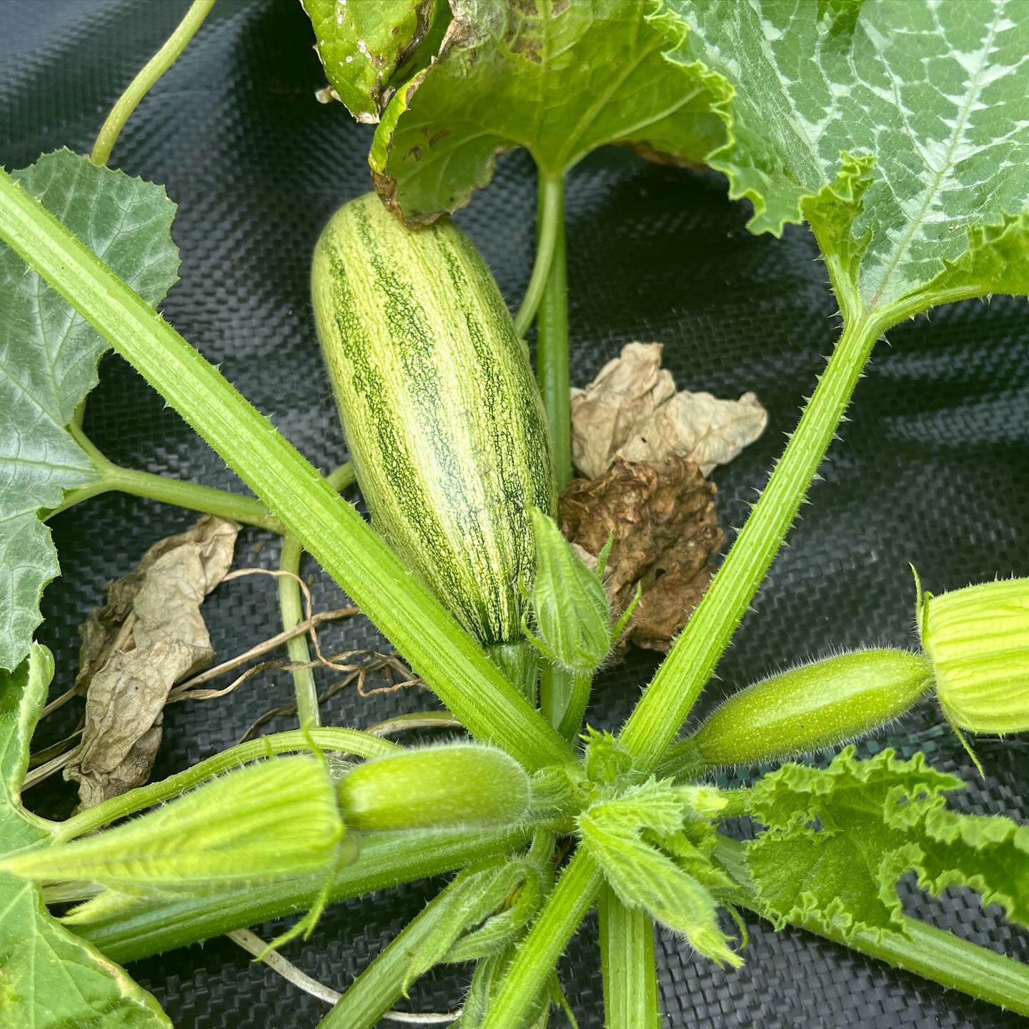 Beautiful Grey Zucchini, my favourite! Lots of it growing in our field