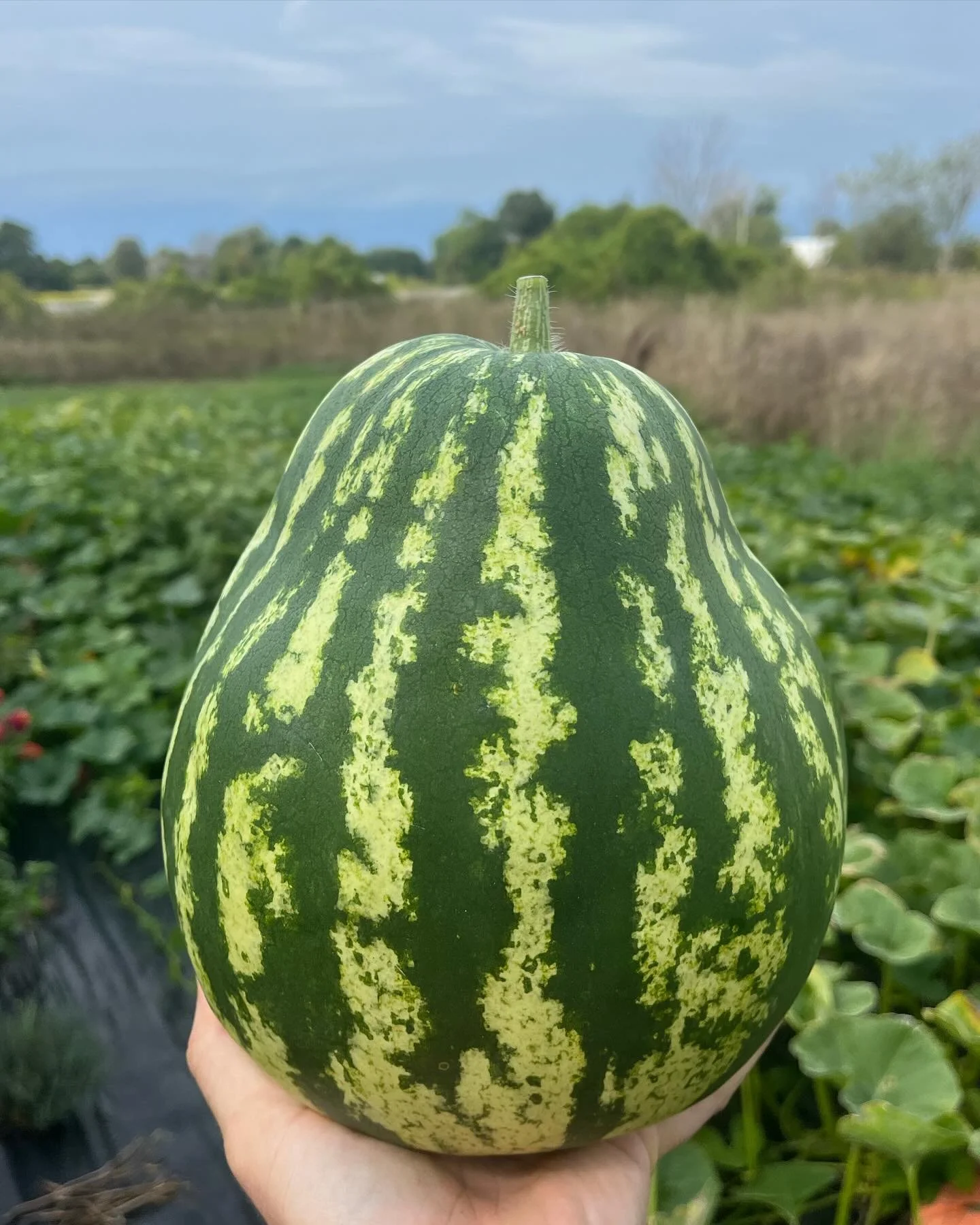 Is it a pear dressed as watermelon? 🤷&zwj;♂️