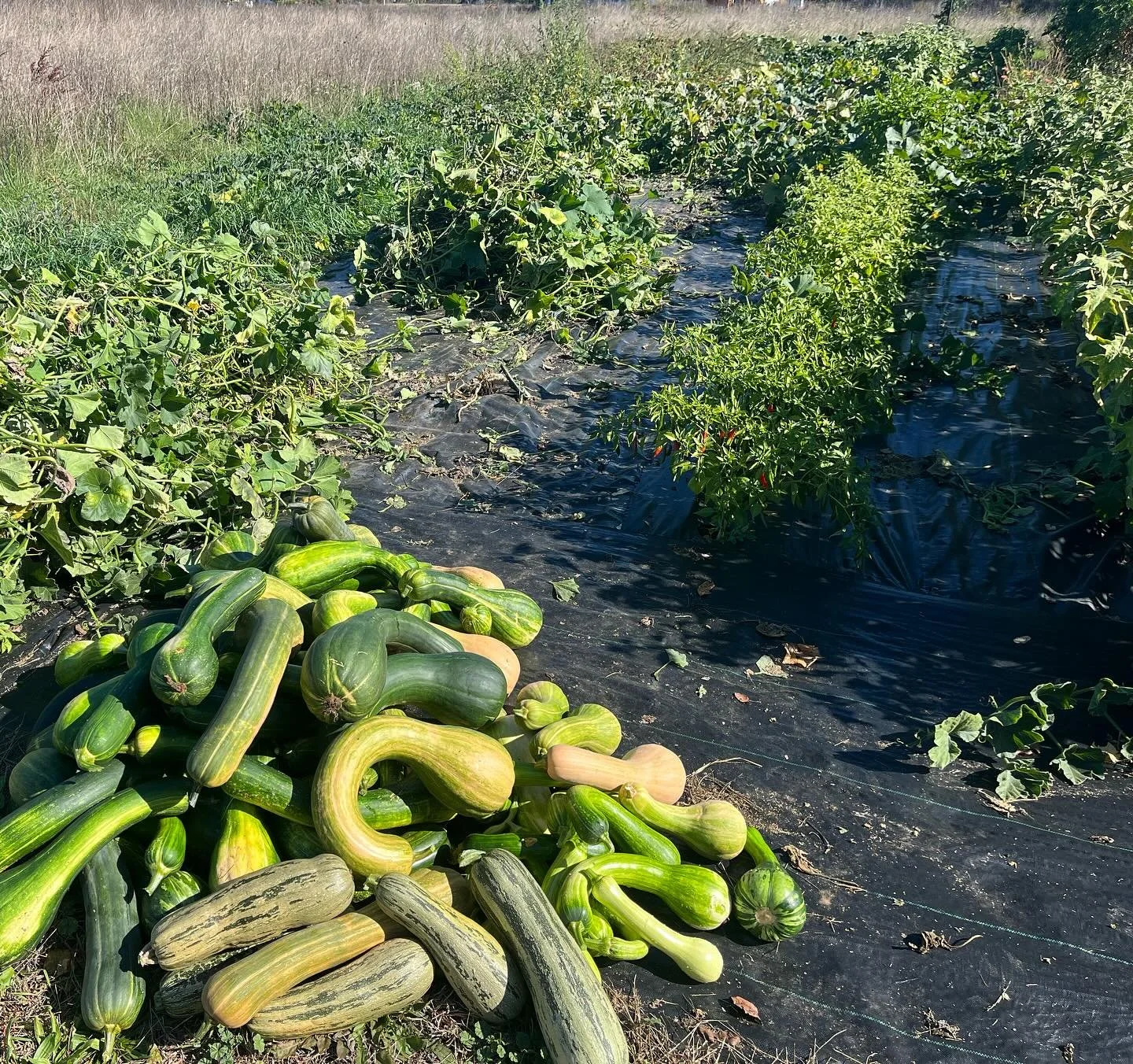 Thanksgiving weekend is here! Our General Store is open today and Friday with squashes, pumpkins, zucchini, dips, pestos&hellip; lots of farmed preserved goodies for you to serve to your guests this weekend. Come join us in the field as we are doing 
