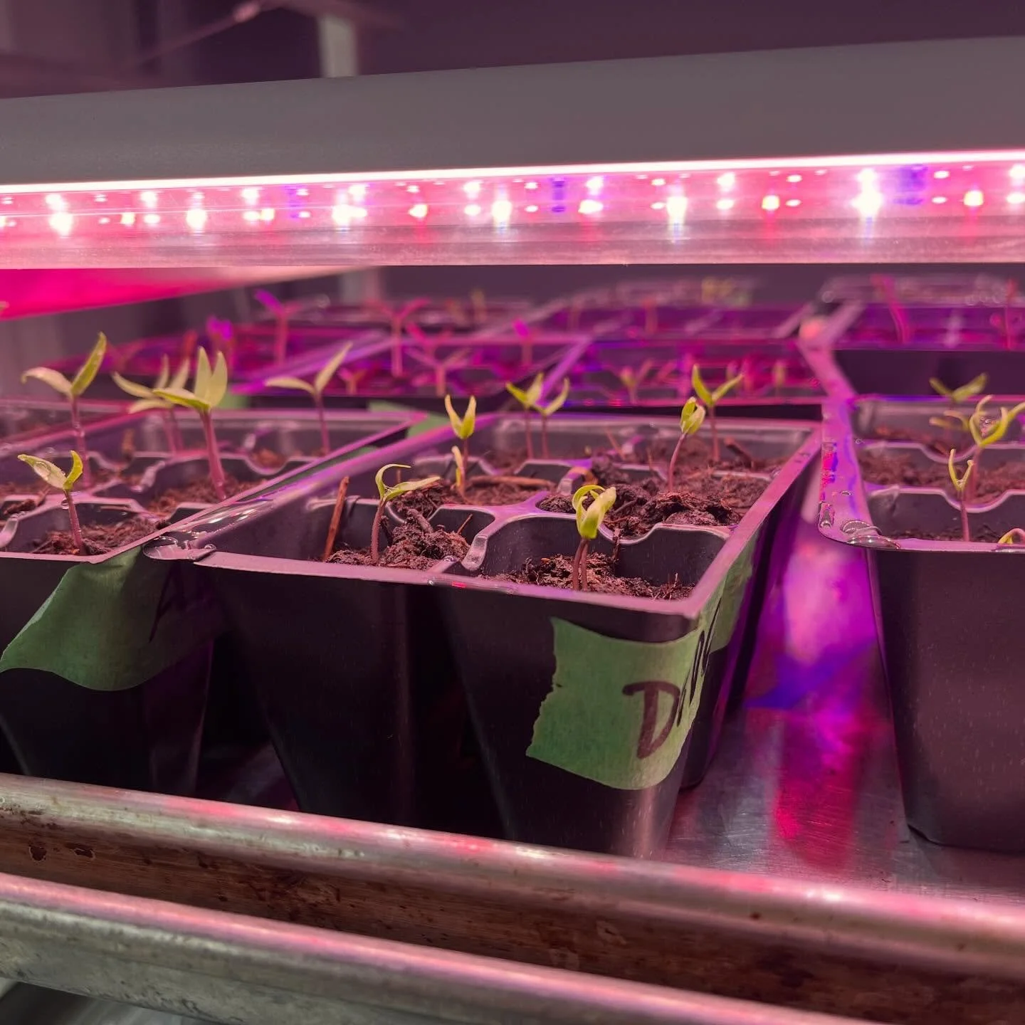 A lot has been happening behind the scenes! Lots of seedlings were started weeks ago, lots of different vegetables. This season we will focus a lot on stocking our General Store with a lot more greens, salads, vegetables and herbs. The 2026 season ha