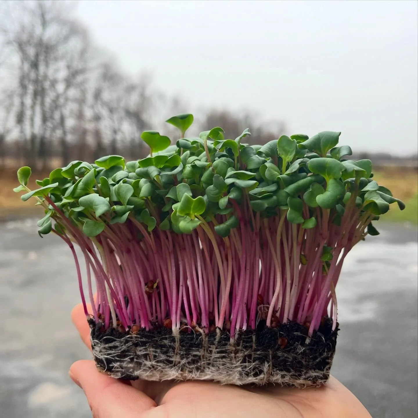LIVE MICROGREENS! While we wait for field greens, we will be offering live microgreens at our General Store. You cut them as needed, keeping them fresh longer! Limited quantities available every week. We&rsquo;re open Wed-Sun, 10-5
