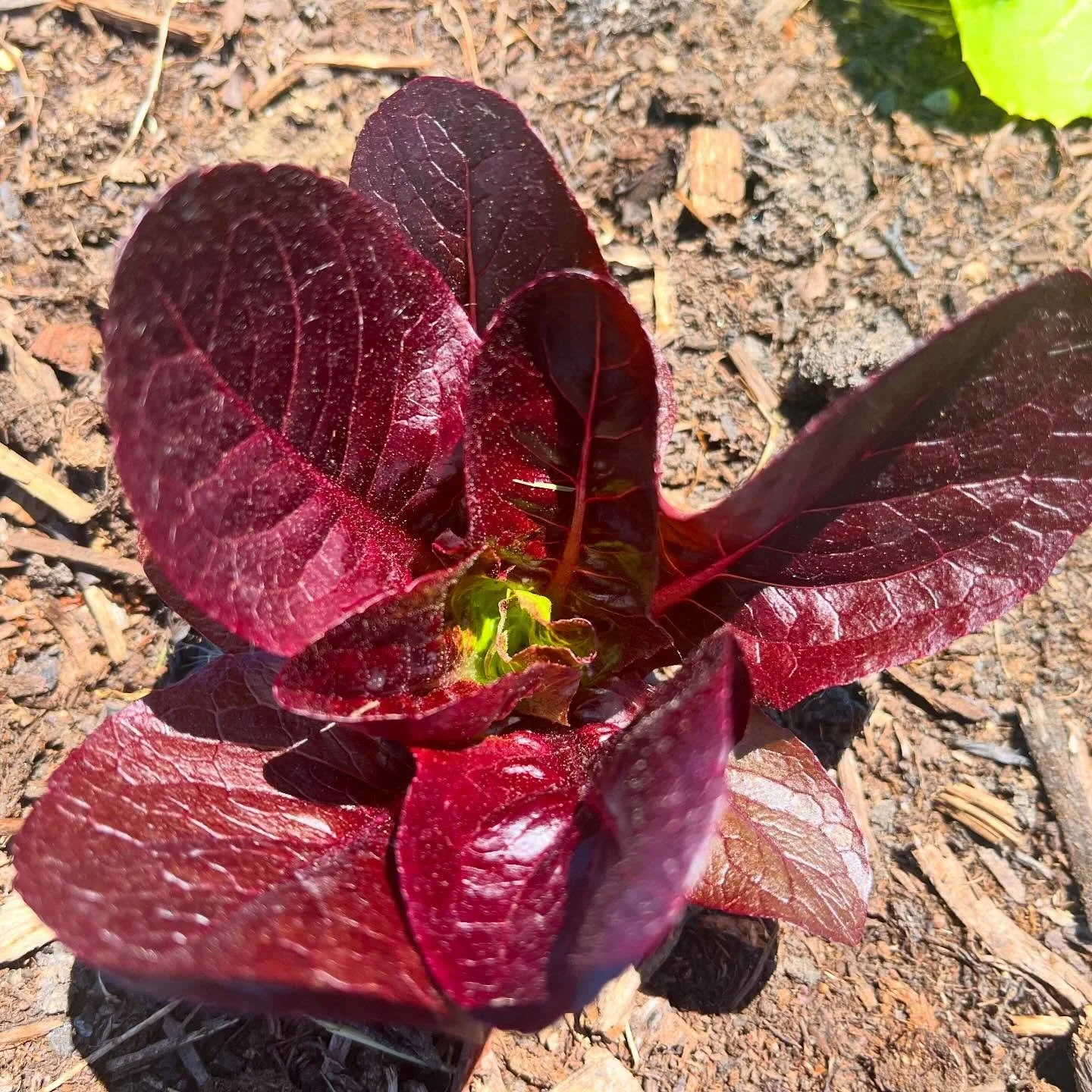 Beautiful things growing here 😍