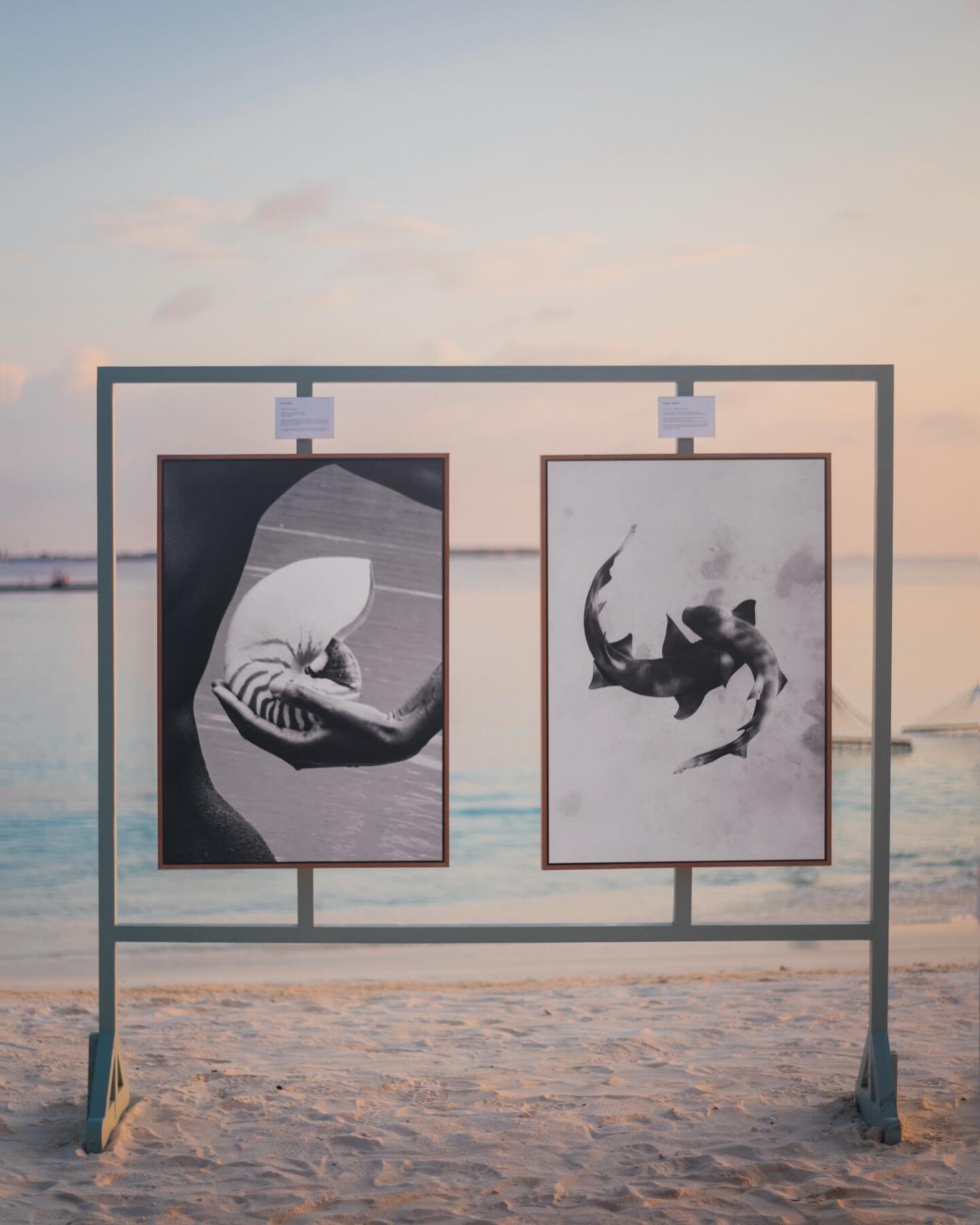 Impressions of my fine art photography displayed at the Maldivian sea side at @joalibeing 

Blending what may look like two different ends of the spectrum &ndash; ethical underwater wild life photography and conceptualised sensual art &ndash; into on