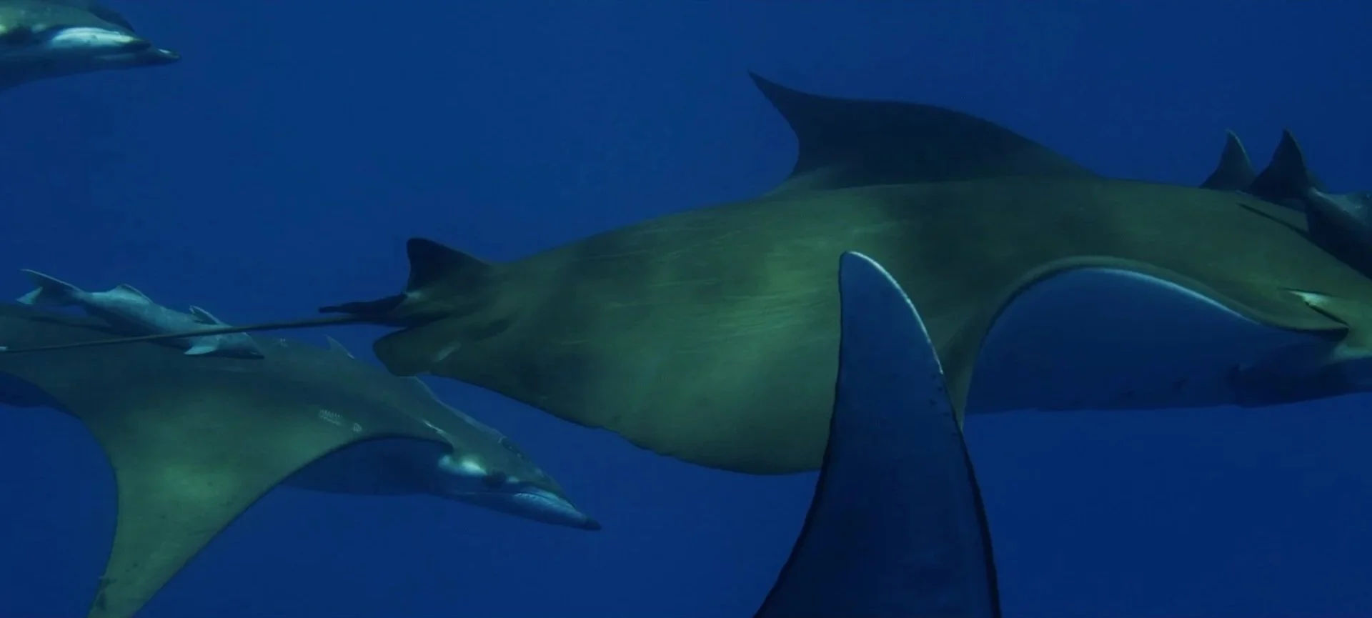 OCL+MPA+Azores+TREPCZYK+18.jpg