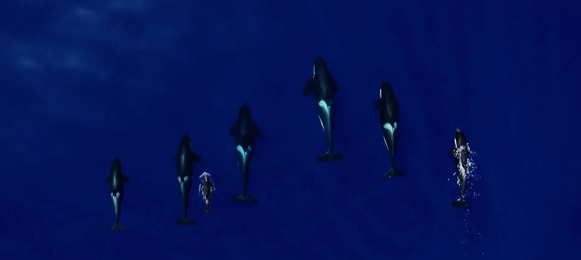 OCL+MPA+Azores+TREPCZYK+7.jpg