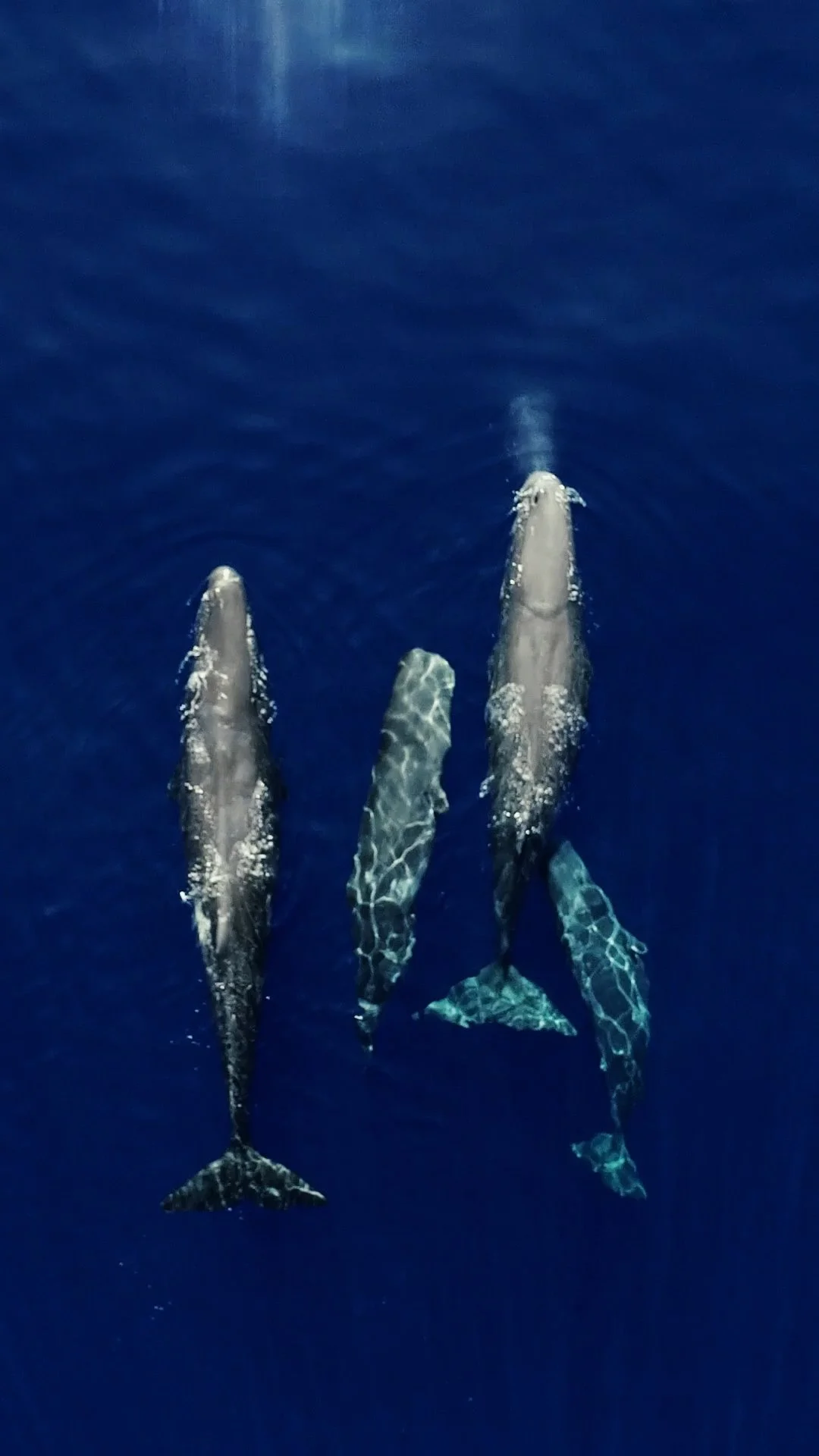 OCL MPA Azores TREPCZYK vertical 15.jpg