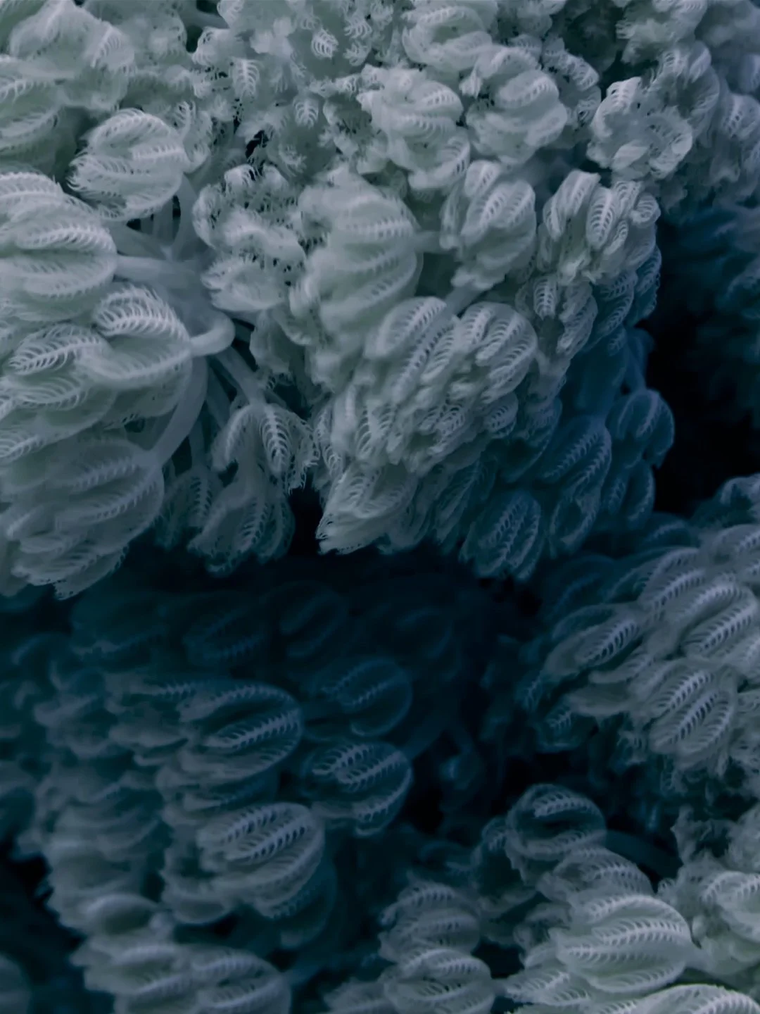 Coral.jpg