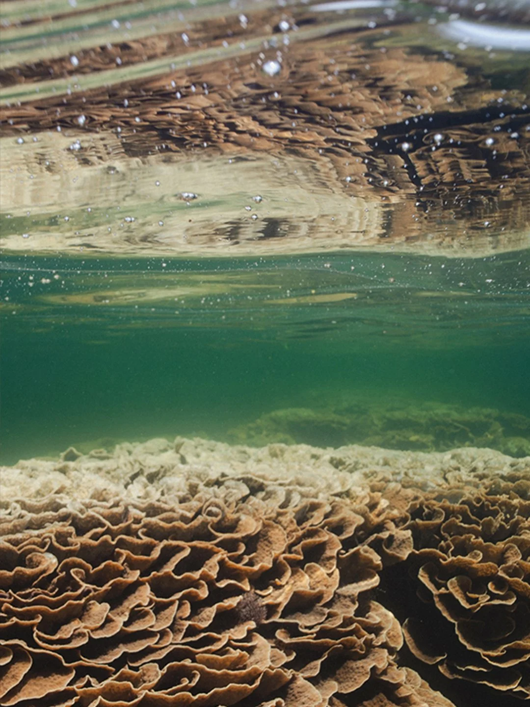 Coral 3.jpg (Copy)