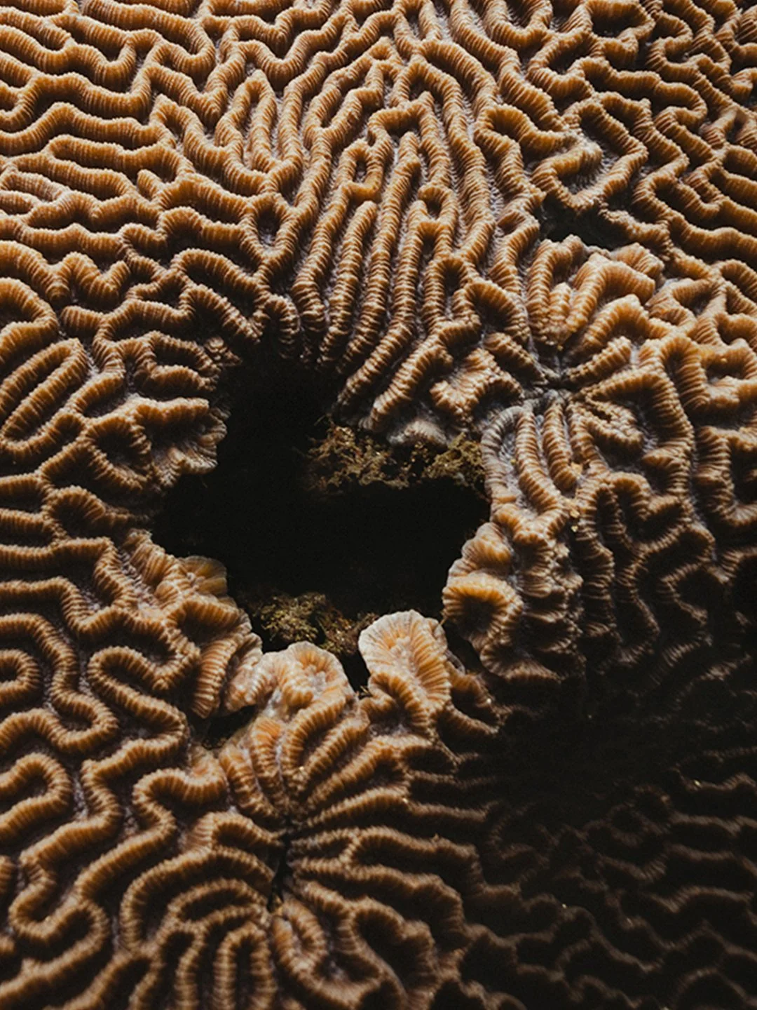 Coral 2.jpg (Copy)