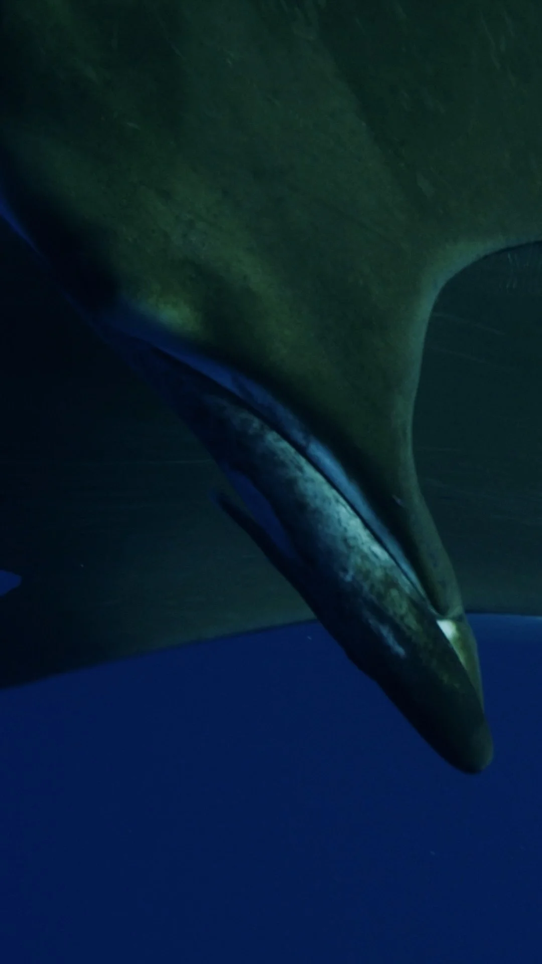 OCL MPA Azores TREPCZYK vertical 12.jpg