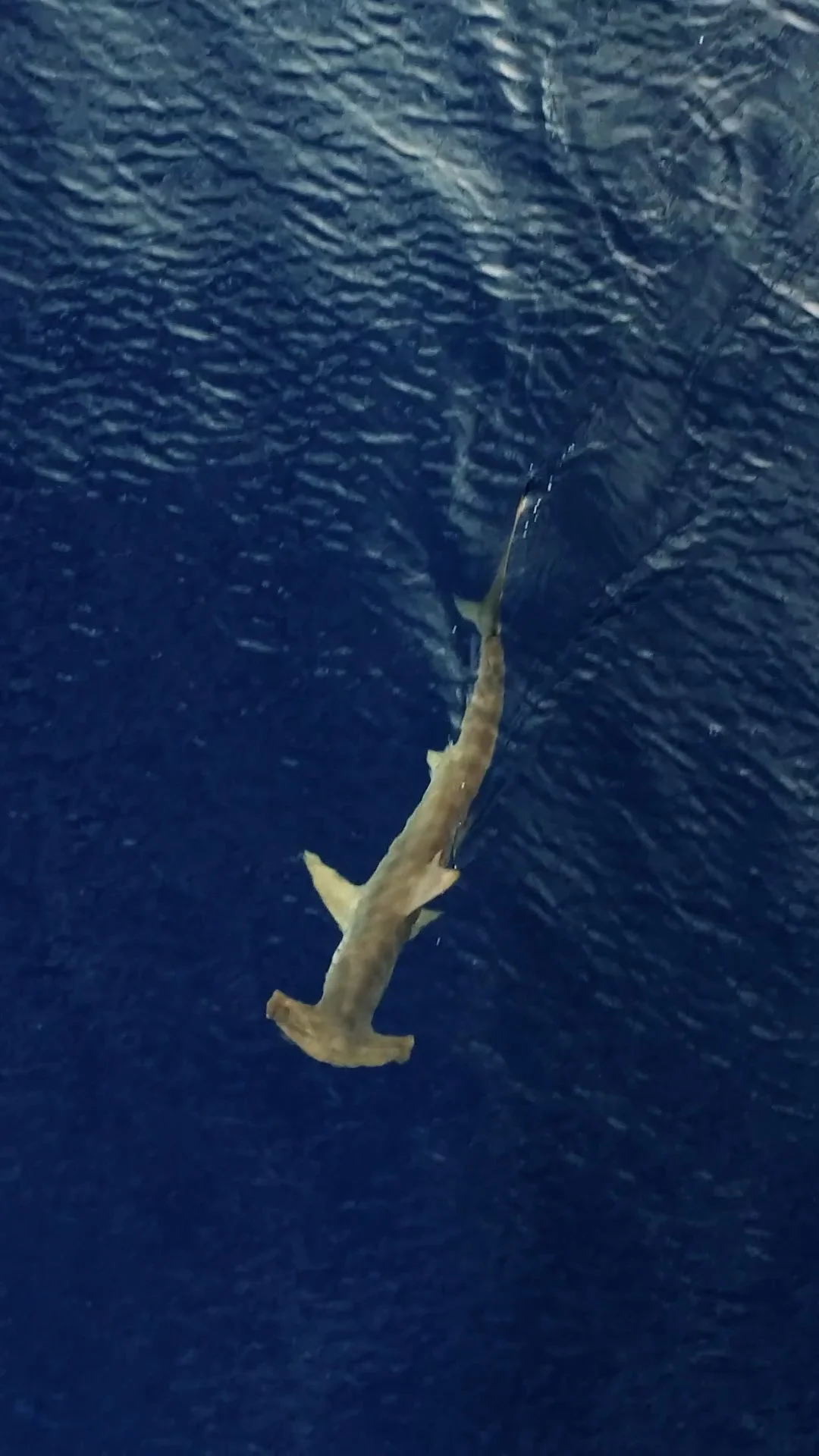 OCL MPA Azores TREPCZYK vertical 10.jpg