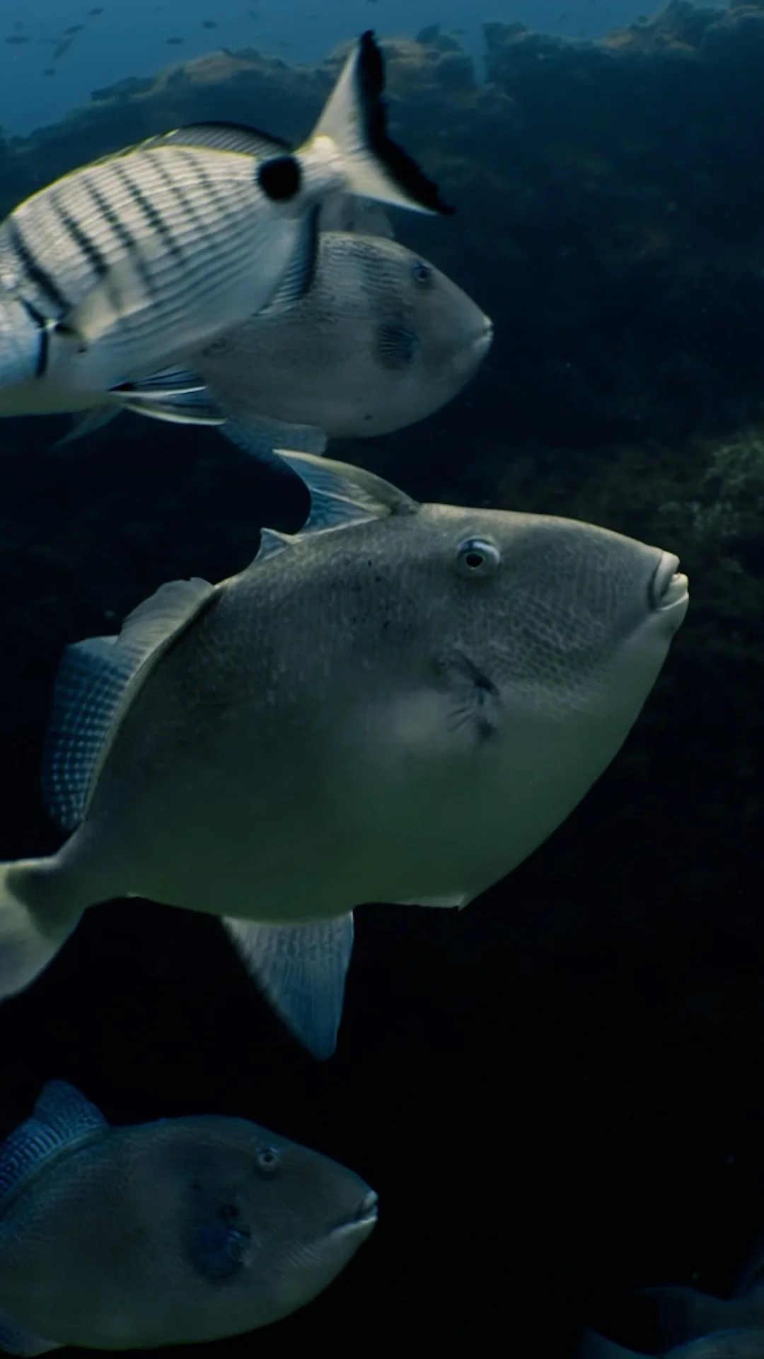 SEACAM ANALOG LENSES 9.jpg
