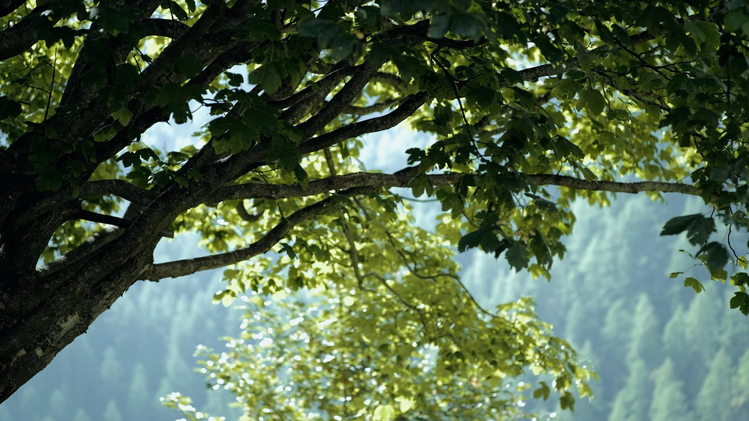 Roland Reinstadler Film Stills 6.jpg