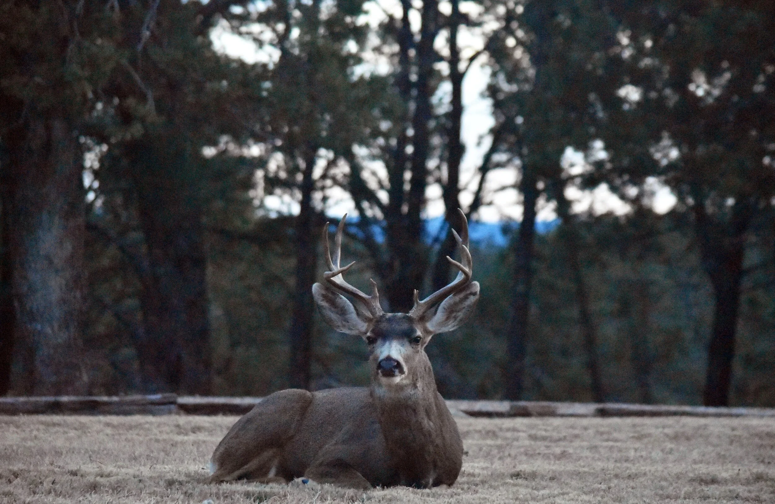 Deer in natural setting representing Mayan symbolism of fertility and nature