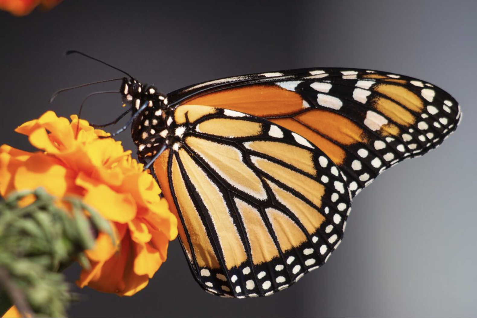 What Monarch butterflies can teach us