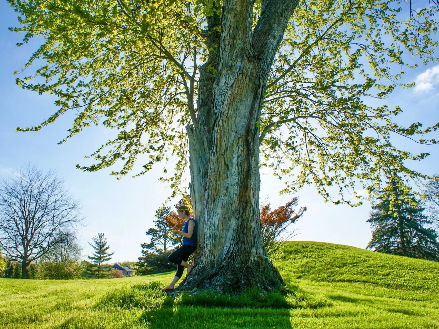 Why Did Jesus Compare God’s Kingdom to a Mustard Seed and Leaven