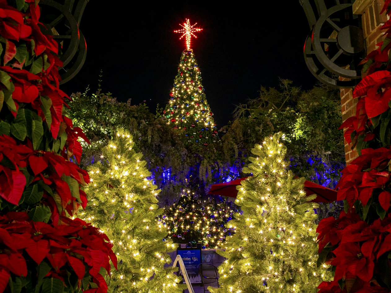 Light Up - Winter Garden