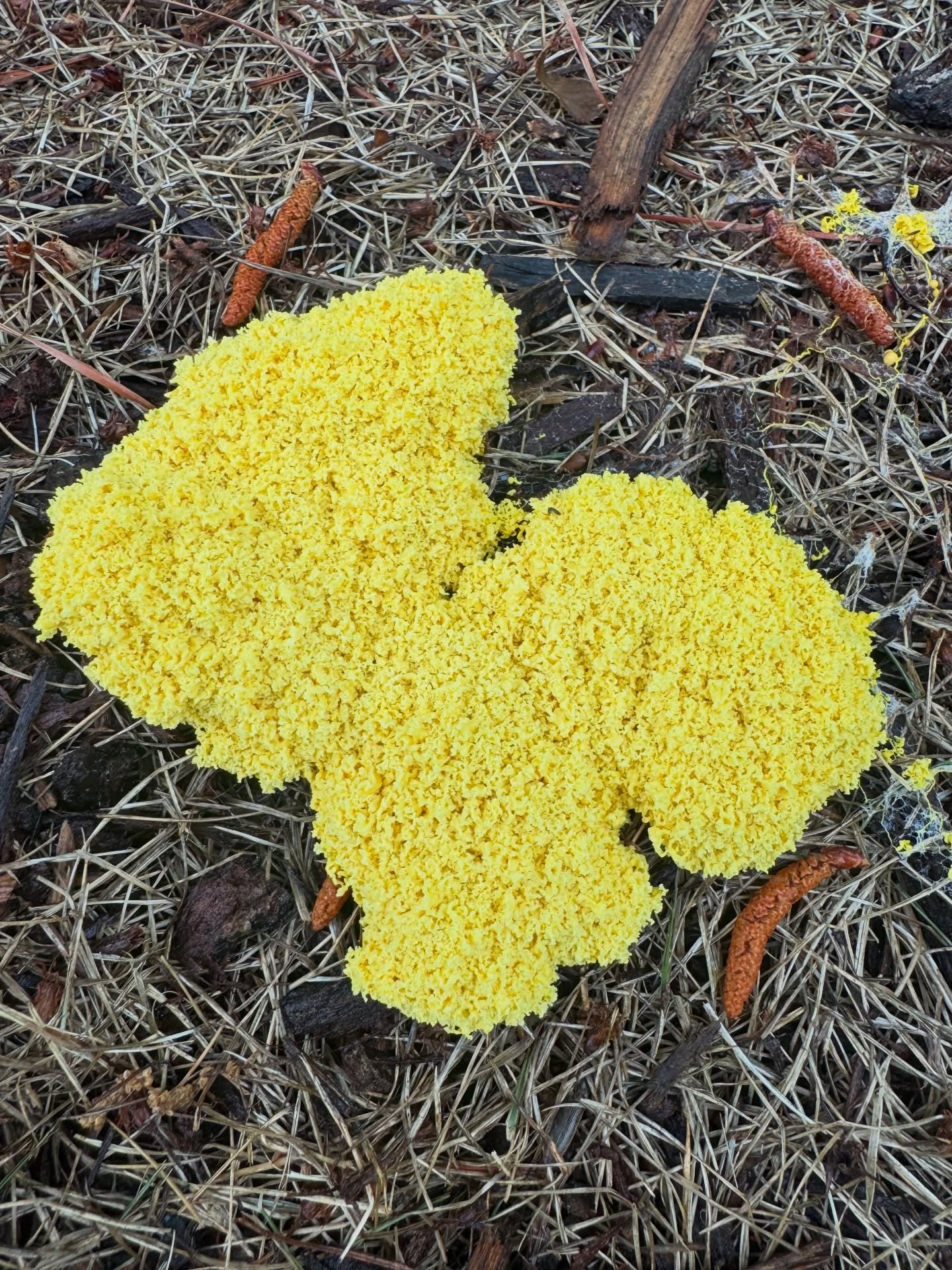 Dog Vomit Slime