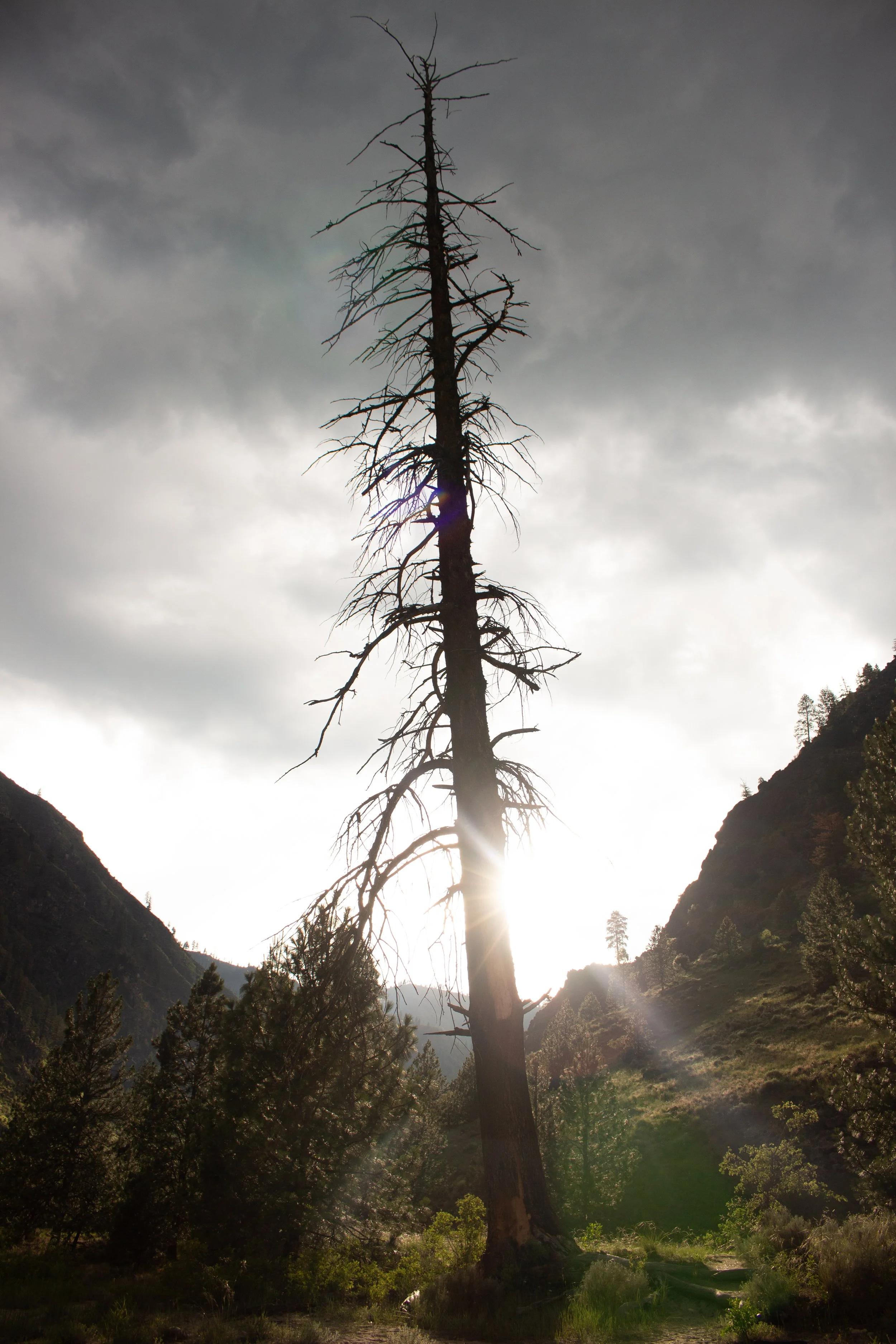 Sun on the dead tree.