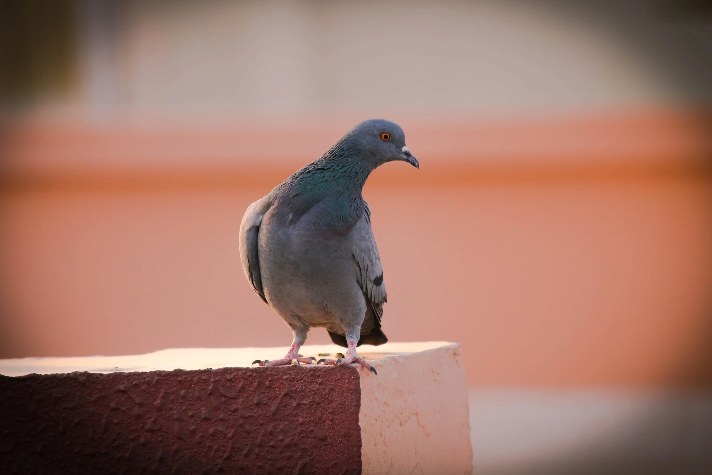 Our Neighborhood Birds Project Phoenix Our neighborhood birds project phoenix