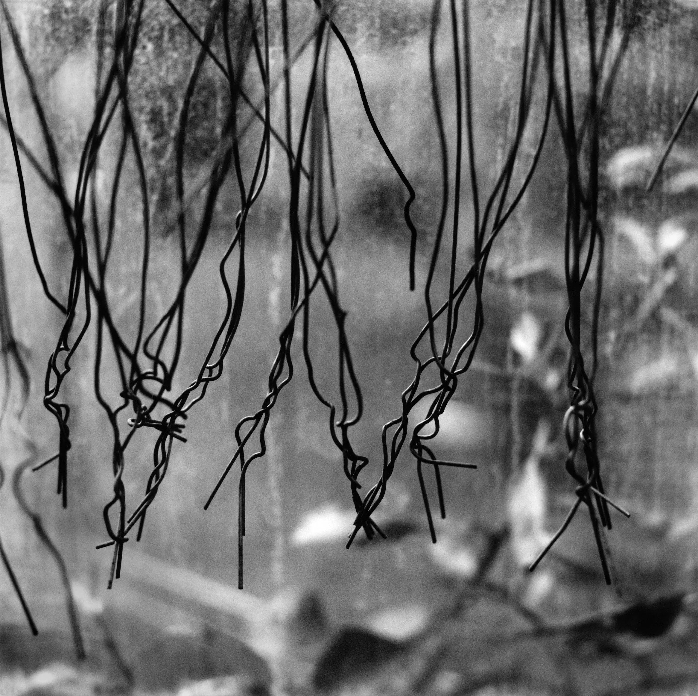 GrnhsGlass#22WiresRebeccaRoss6_300.jpg