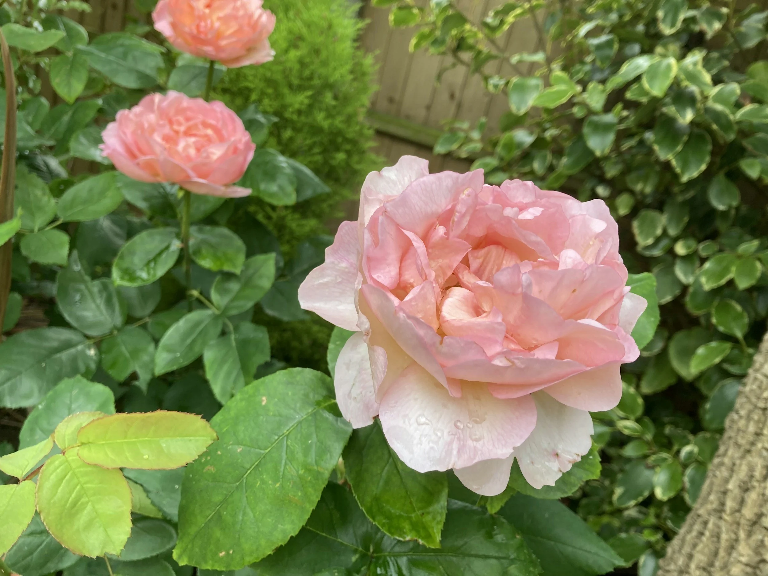 Slow Down &amp; Smell the Flowers