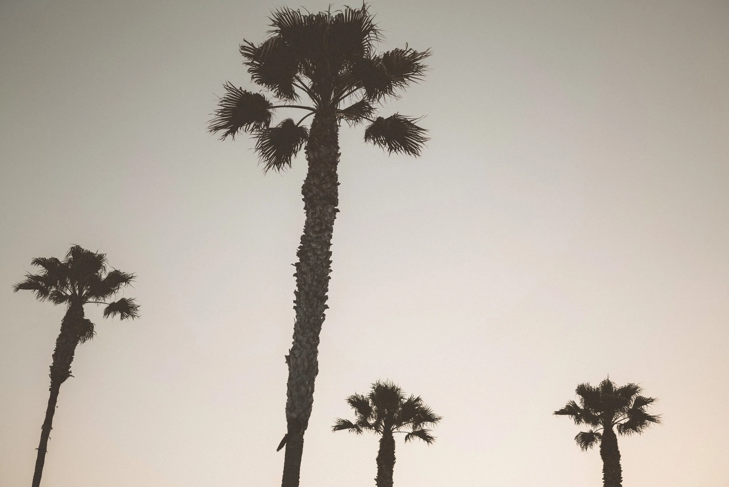 Silhouettes of five palm trees against a pale sky.