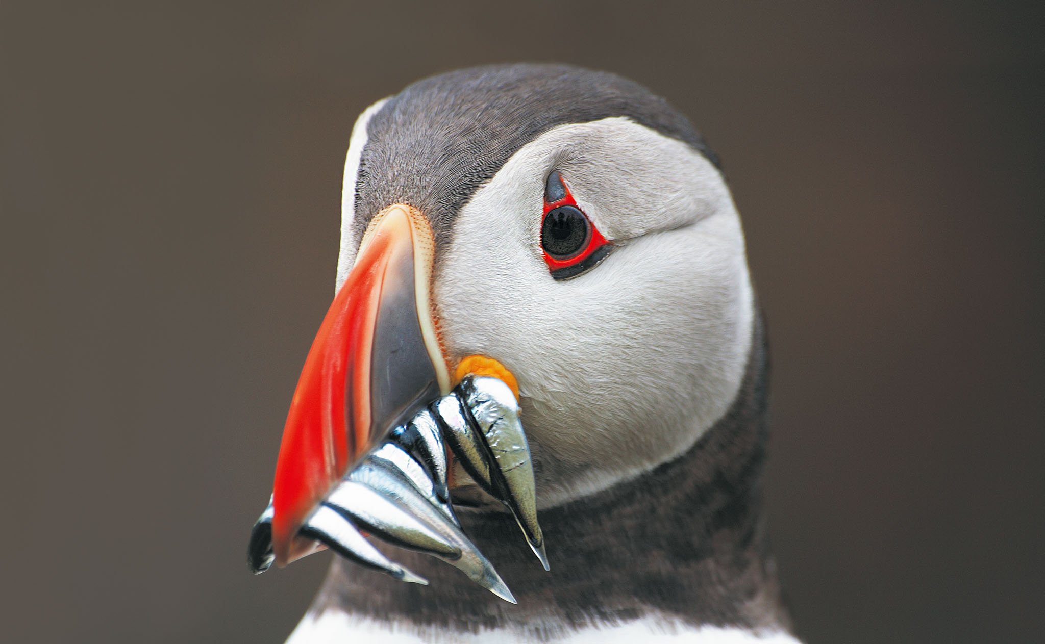 Phot of a puffin head linking to Fauna Gallery